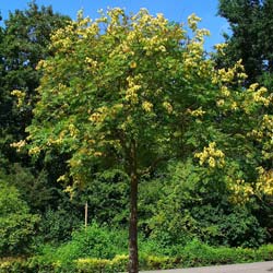 Goldenrain tree